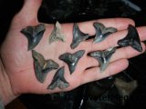 megalodon-teeth-dark-water-megs (2)